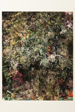 Load image into Gallery viewer, Grandpa's Flowers Post-Mortem (Focus Stack, 74 Images, Re-stacked 5 Times Upon Itself)