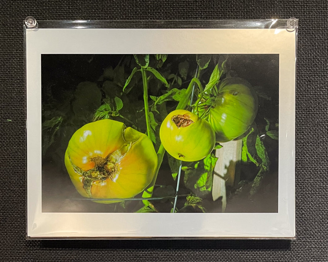 Green Tomatoes Print by Sara Arno