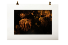 Load image into Gallery viewer, ORTIGIA #2
