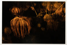 Load image into Gallery viewer, ORTIGIA #2
