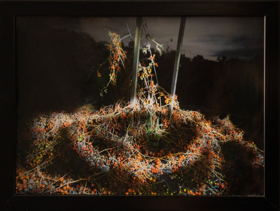 Sara Arno - Small Framed Print 4